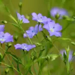 Kan linoliemaling bruges i vådrum eller områder med høj luftfugtighed?